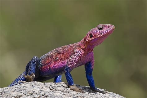 10 Of the World's Most Amazing Lizard Species - WorldAtlas