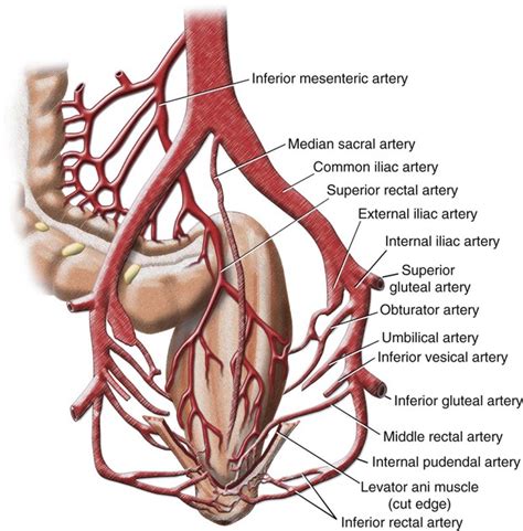 Vascular Anatomy of the Pelvis | Radiology Key