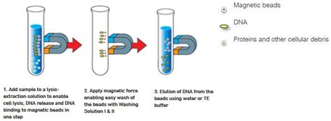 Magnetic Genomic DNA Extraction Kit - Advanced BioChemicals