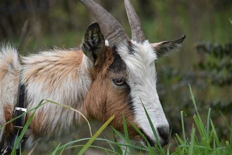 Chèvre Bouc Caprin A - Photo gratuite sur Pixabay