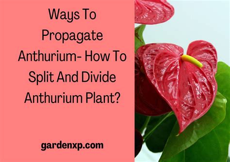 Anthurium Propagation - How to Split and Divide Anthurium Plant?