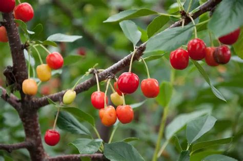 4 Low Maintenance Fruit Trees Anyone Can Grow - Plant Instructions