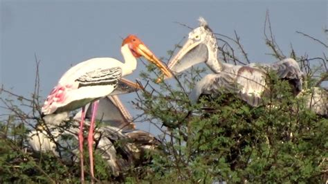 #painted stork vs pelican #birds #wildlifephotography #bird sanctuary # ...