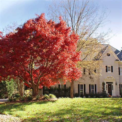 Red Japanese Maple Trees for Sale– FastGrowingTrees.com