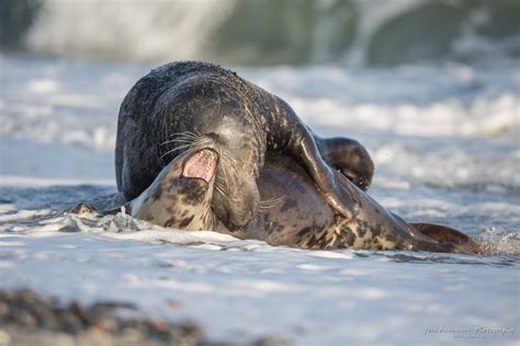 Helgoland 2014 – Gray Seal Experience – JSB Photography