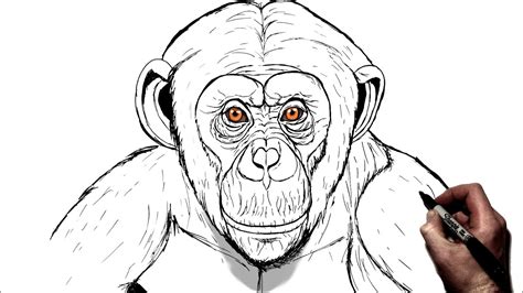 Chimpanzee Drawing For Kids