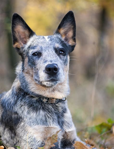 Blue Heeler Names - 200 Brilliant Ideas For Australian Cattle Dog Puppies