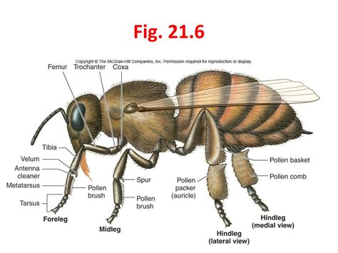 PPT - Subphylum Hexapoda – Characteristics and Taxonomy PowerPoint ...