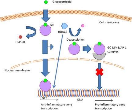 Mechanisms of action of glucocorticoids (GC). GC diffuse across the... | Download Scientific Diagram