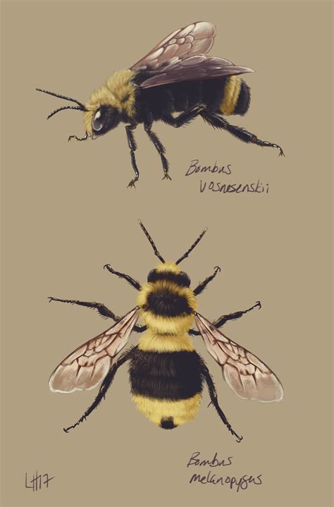 Featherfalling - Two western bumble bee species for The Institute...