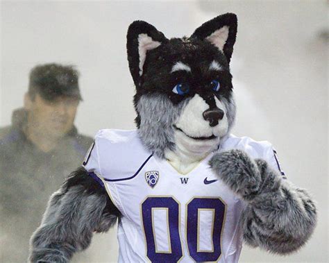 Washington Huskies: UW mascot Harry the Husky. He first appeared in 1995 and was redesigned in 2010.