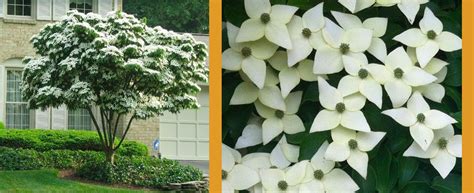 Kousa Dogwood | Guide & Tips - PlantingTree