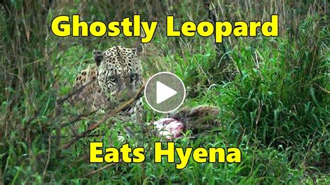 Ghostly Leopard Eats Hyena During Storm - YouTube