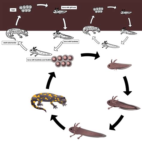 Salamander Life Cycle Clipart Amphibians Clip Art By - vrogue.co