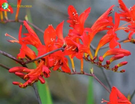 Montbretia Flower | Crocosmia crocosmiflora | BioExplorer.net