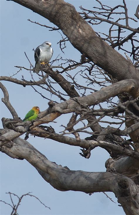 Pygmy Falcon – Roumazeilles.net