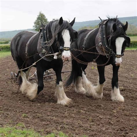 Meet The Camargue Horse, One Of The Oldest Breeds In The World