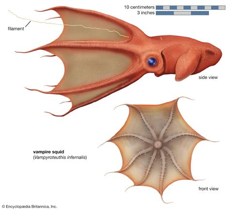 vampire squid - Kids | Britannica Kids | Homework Help