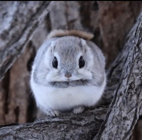 This is a Russian Flying Squirrel. Flying Squirrels are able to ...