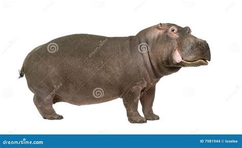 Hippopotamus - Hippopotamus Amphibius ( 30 Years) Stock Images - Image: 7981944