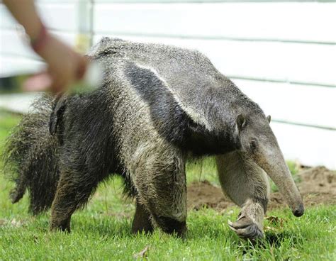 Baby giant anteater born at the zoo