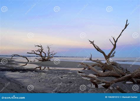 Sunrise on driftwood beach stock photo. Image of jekkle - 106301012