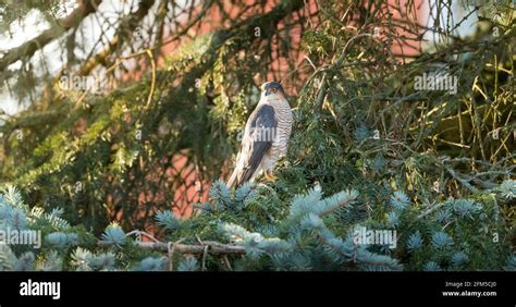 Eurasian sparrowhawk (accipiter nisus) perched in a conifer tree in a ...