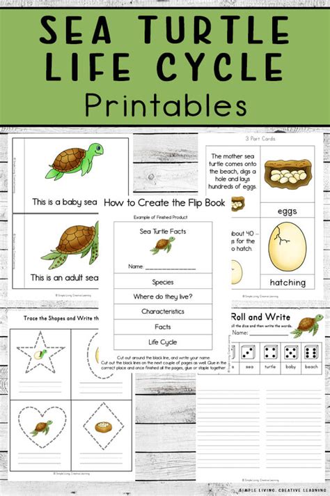 Sea Turtle Life Cycle Printables - Simple Living. Creative Learning