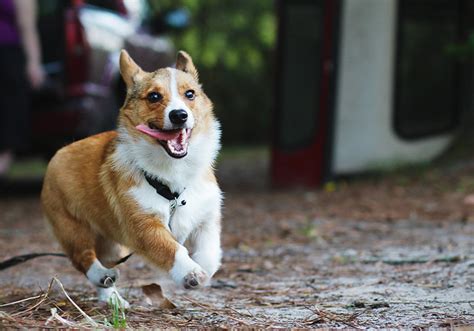 corgi running | Flickr - Photo Sharing!