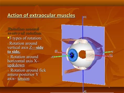 Eye muscles and ocular movements, laws of ocular motility | PPT