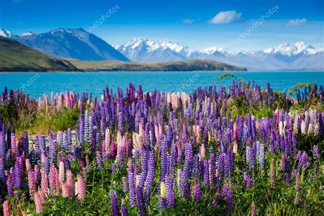 Tekapo lake with lupins blooming Stock Photo by ©OlyPhotoStories 107698600