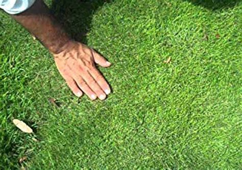 Zoysia Grass Varieties Which Is The Best For You? NG Turf, 56% OFF