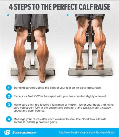 Muscle Exercises: Best Calf Muscle Exercises