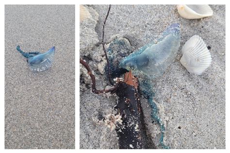 Over 100 Venomous Portuguese Man O' War Wash Up on Florida Beach ...