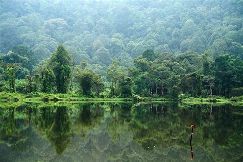 Jalan Tengah Perhutanan Sosial - Mediatani