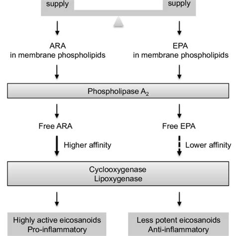 10 Eicosanoids biosynthesis pathway from ARA (arachidonic acid) or EPA... | Download Scientific ...