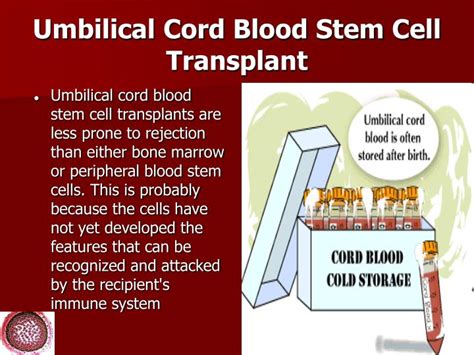 PPT - Stem Cell Biology and Clinical Applications PowerPoint ...