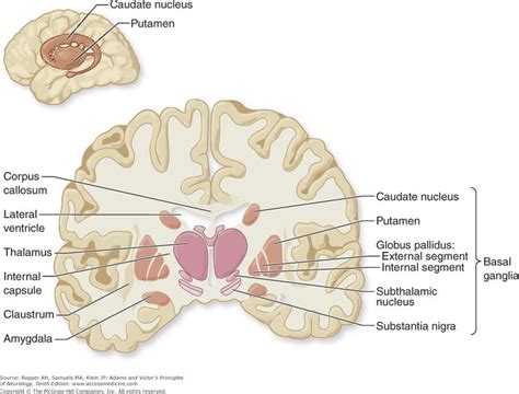 Caudate nucleus, Basal ganglia, Corpus callosum