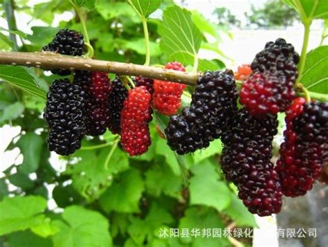 murbei | Growing fruit, Fruit, Fruit trees