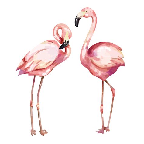 Hand drawn pink flamingo illustration - Download Free Vectors, Clipart Graphics & Vector Art