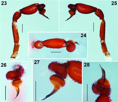 Loxosceles tenochtitlan sp. nov. Male Holotype 23-25 left palp ...