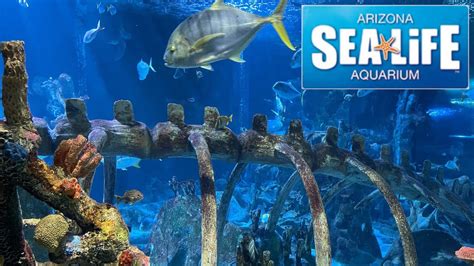 Sea Life Arizona Aquarium Tour & Review with The Legend - YouTube