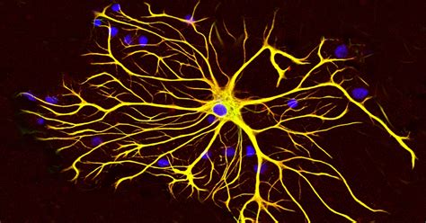 ALS, SCI Research Shows Astrocytes' Importance in Treatment - Beike Biotech