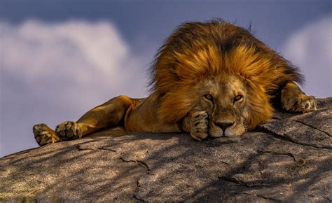 Lion Eyes Image | National Geographic Your Shot Photo of the Day