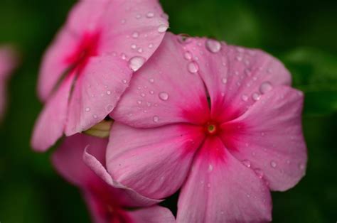 Catharanthus roseus | Flowers, Plants, Rose