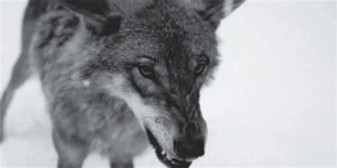 Wolf Grrr GIF - Wolf Grrr Growl - Discover & Share GIFs