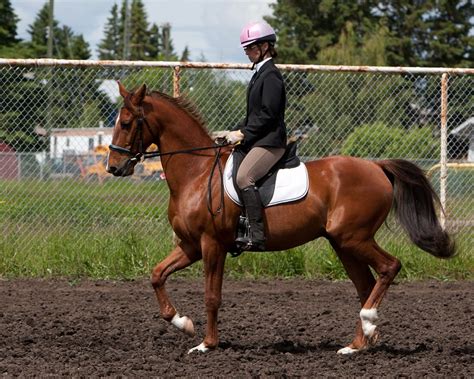 The Stylish American Saddlebred | Horse Journals