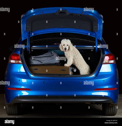 Happy white poodle in car trunk isolated on black background Stock Photo - Alamy