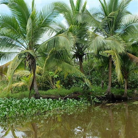 Peatlands keep a lot of carbon out of Earth's atmosphere, but that could end with warming and ...