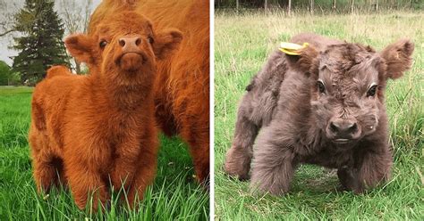 If You're Ever Feeling Down, These Highland Cattle Calves Will Make You ...